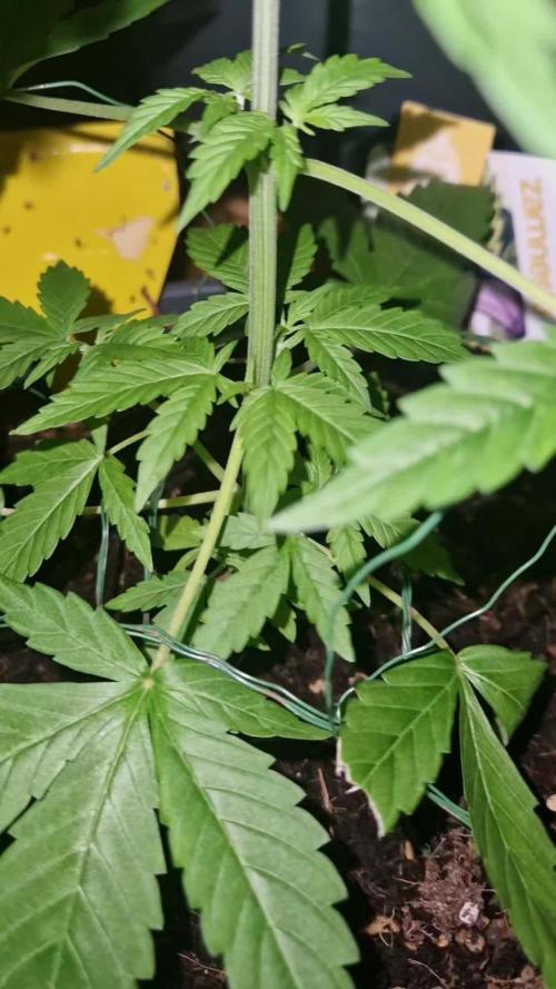 First Grow
