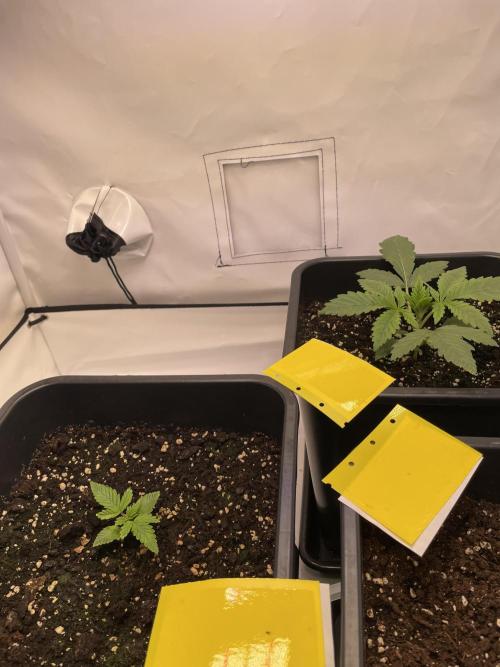 PineapplePoison. Week 3