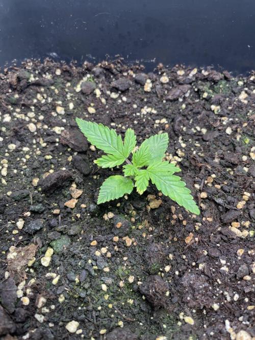 PineapplePoison. Week 3