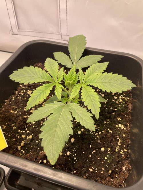 PineapplePoison. Week 3