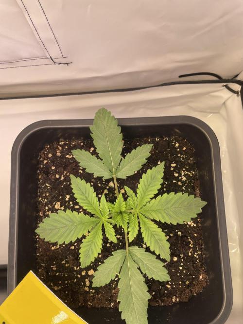 PineapplePoison. Week 3