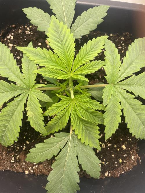 PineapplePoison. Week 3