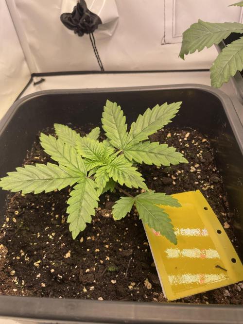 PineapplePoison. Week 4
