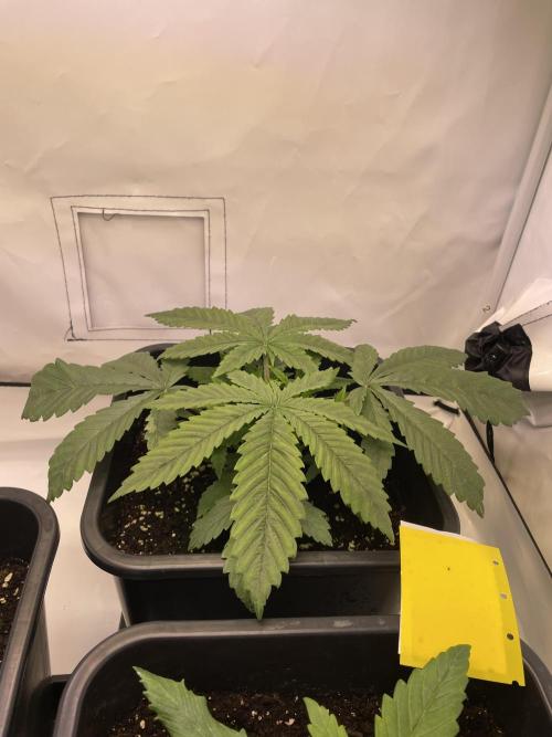 PineapplePoison. Week 4