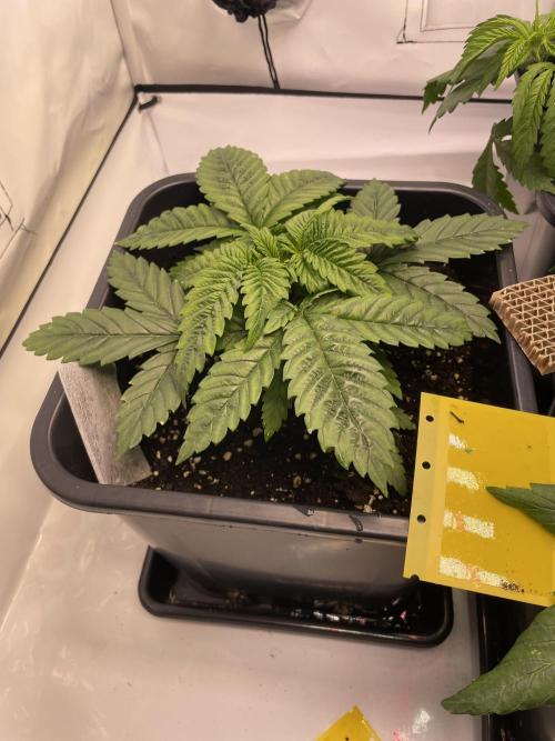 PineapplePoison. Week 5