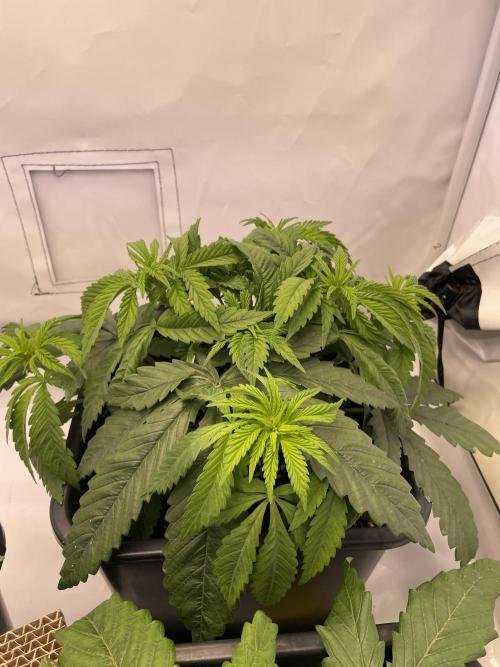 PineapplePoison. Week 5