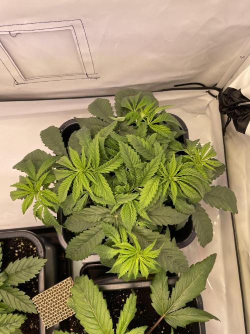 PineapplePoison. Week 5
