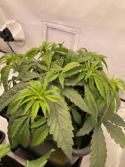 PineapplePoison. Week 5