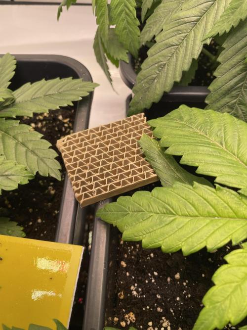 PineapplePoison. Week 5