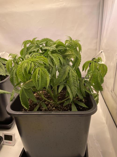 PineapplePoison. Week 5