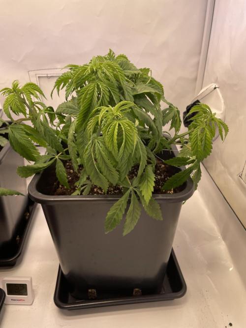 PineapplePoison. Week 5