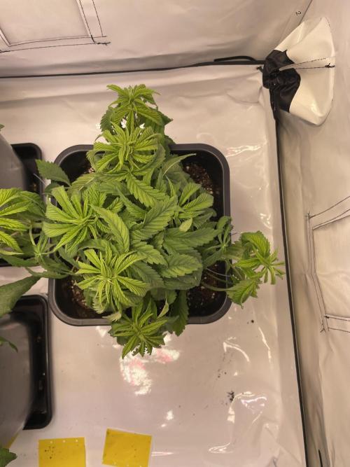 PineapplePoison. Week 5