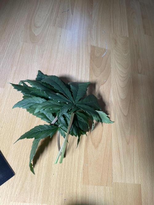 PineapplePoison. Week 5