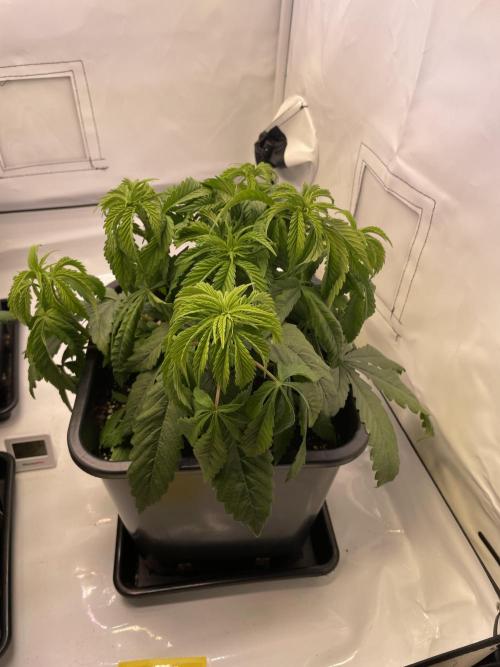 PineapplePoison. Week 5