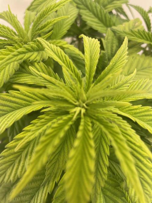 PineapplePoison. Week 6