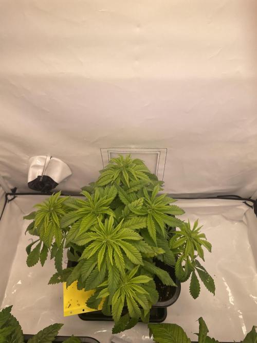PineapplePoison. Week 6