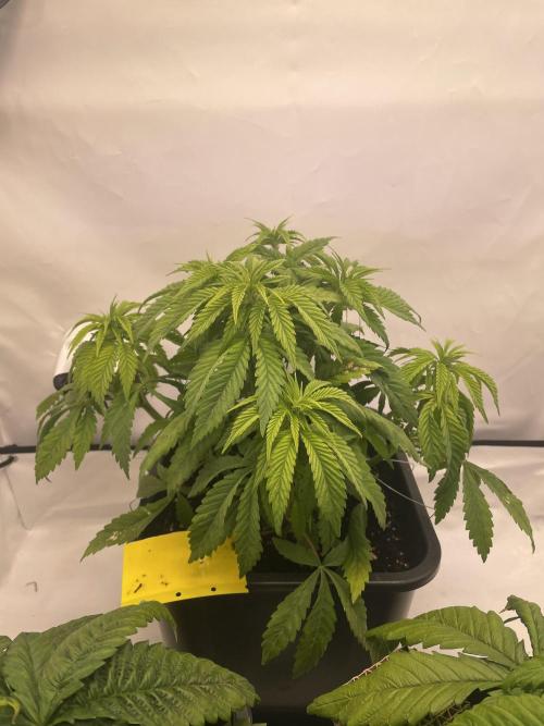 PineapplePoison. Week 6