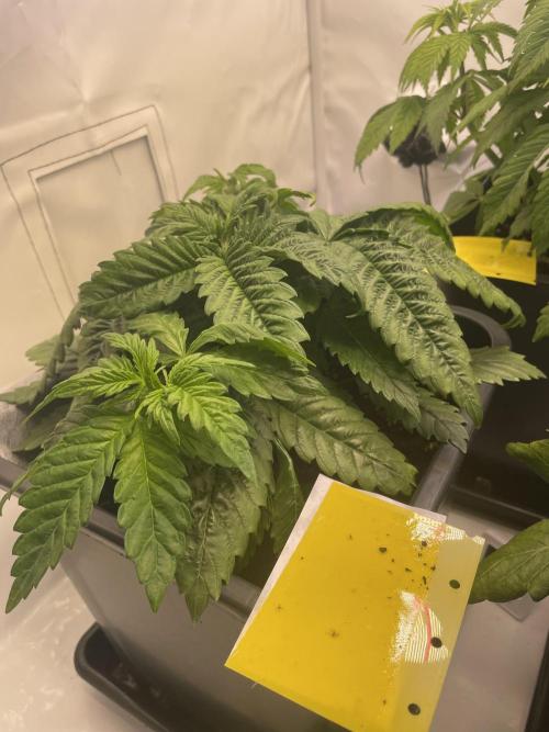 PineapplePoison. Week 6