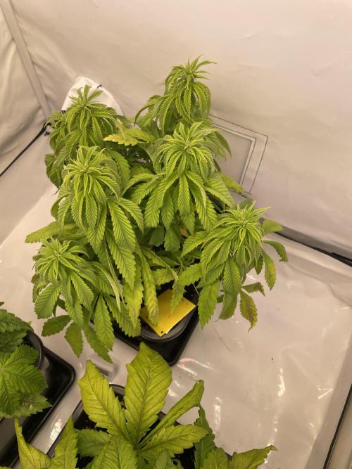 PineapplePoison. Week 7