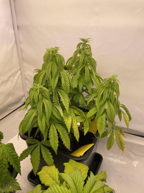 PineapplePoison. Week 7