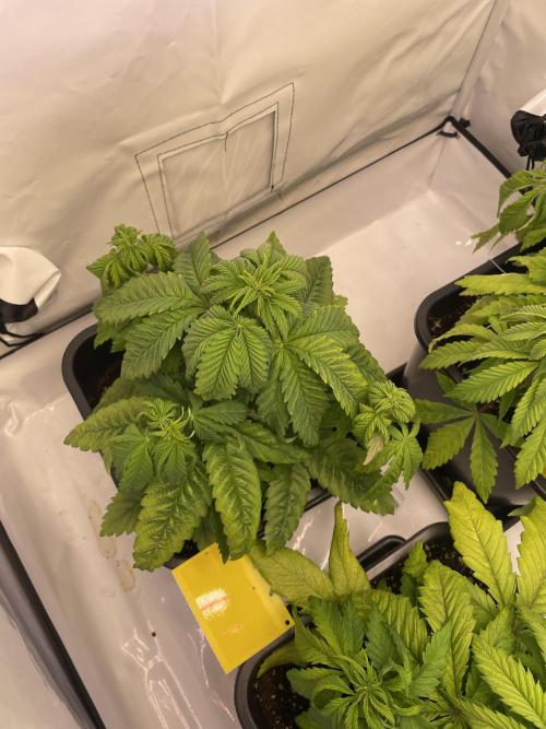 PineapplePoison. Week 7