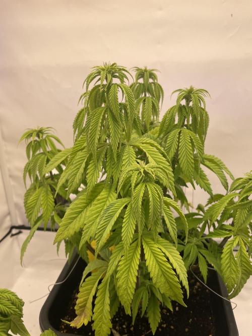 PineapplePoison. Week 7