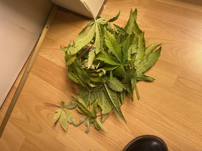 PineapplePoison. Week 7