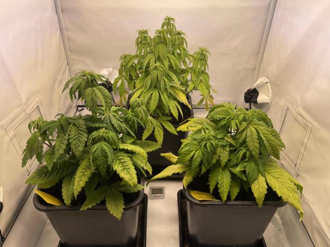 PineapplePoison. Week 7