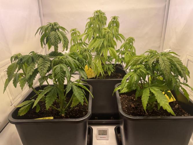 PineapplePoison. Week 7