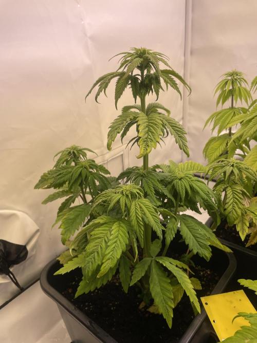 PineapplePoison. Week 8