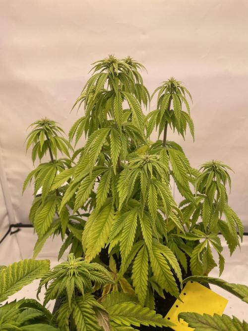 PineapplePoison. Week 8