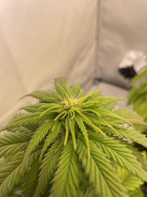 PineapplePoison. Week 8