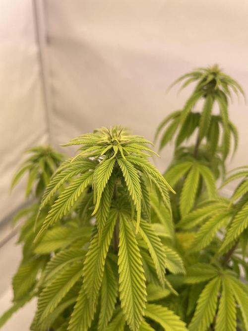 PineapplePoison. Week 8