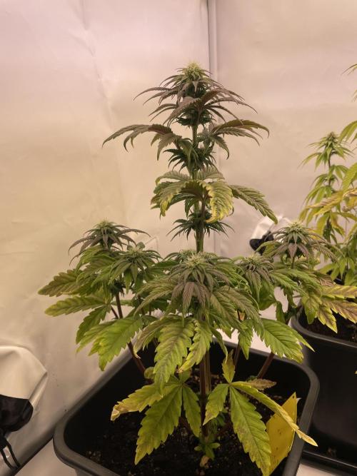 PineapplePoison. Week 9