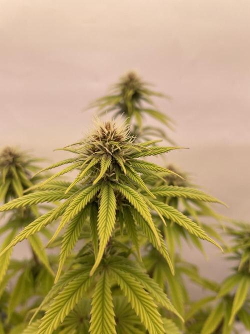 PineapplePoison. Week 9