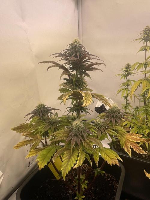 PineapplePoison. Week 10