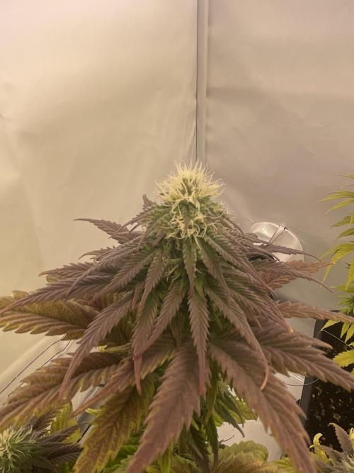 PineapplePoison. Week 10