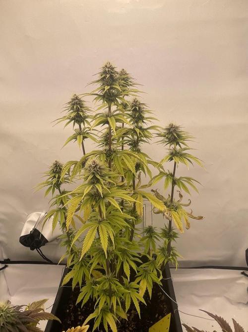 PineapplePoison. Week 10