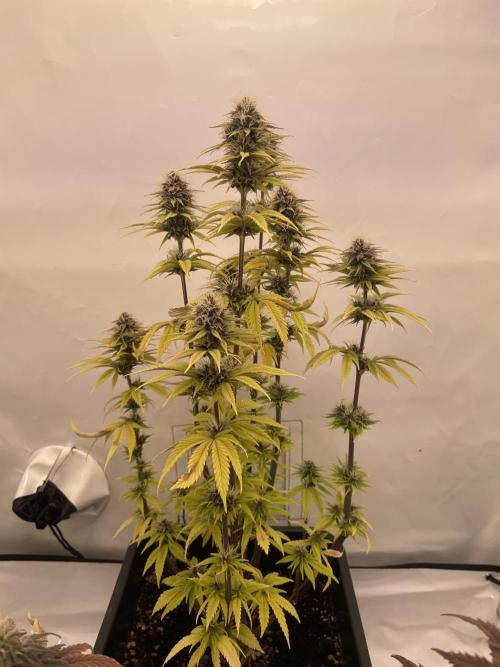 PineapplePoison. Week 11