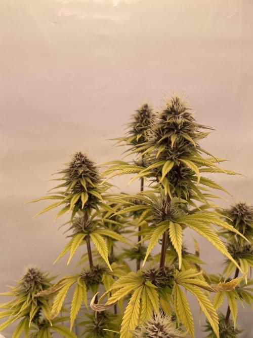 PineapplePoison. Week 11