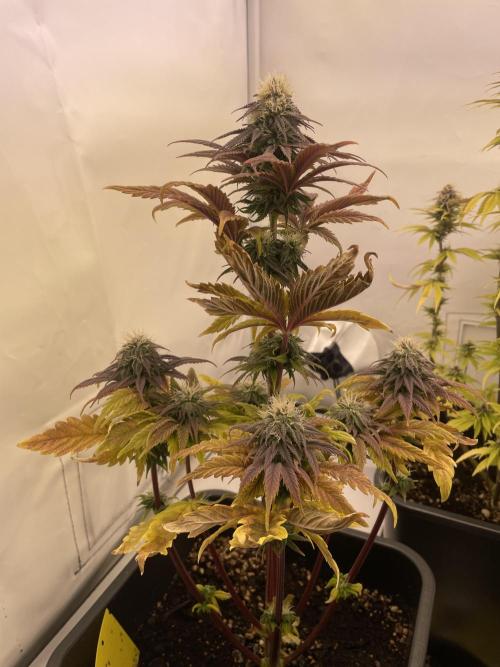 PineapplePoison. Week 11