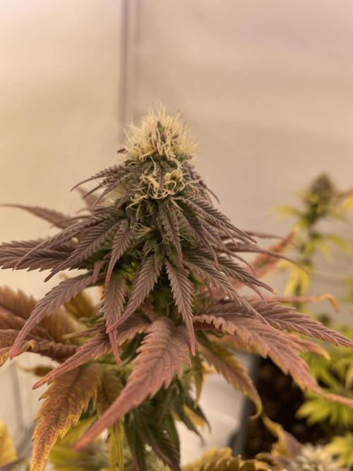 PineapplePoison. Week 11