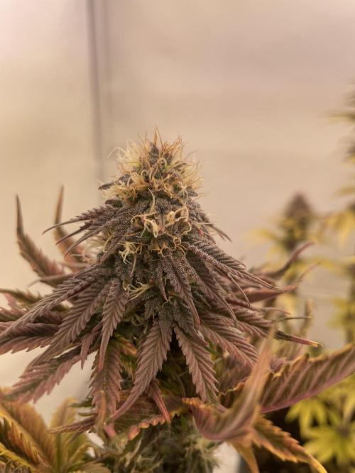 PineapplePoison. Week 12