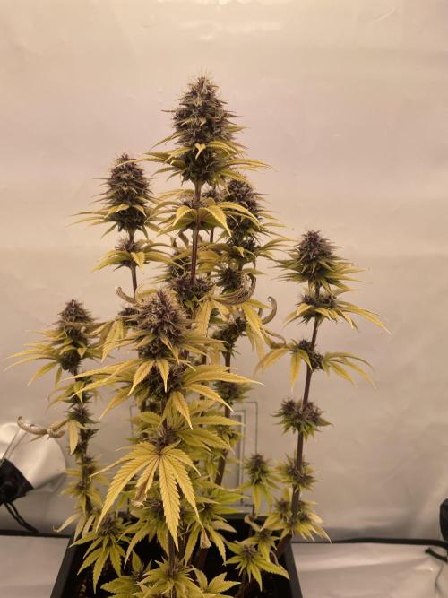 PineapplePoison. Week 12