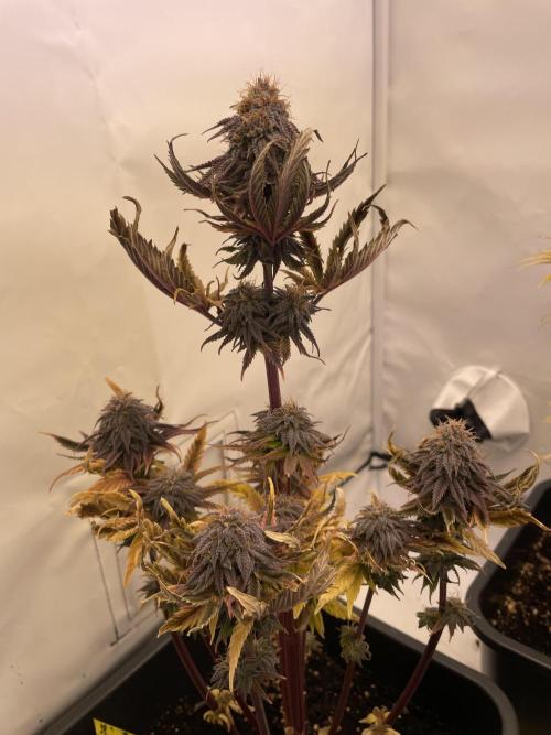 PineapplePoison. Week 13