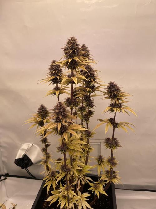 PineapplePoison. Week 13