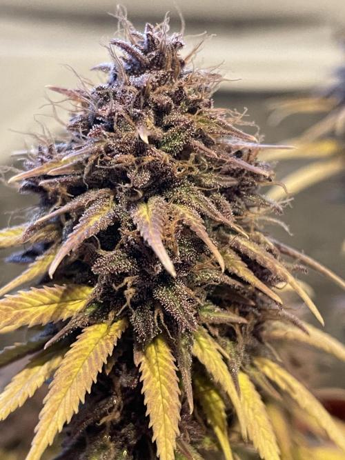 PineapplePoison. Week 14