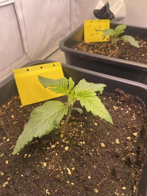 Hella3Jelly. Week 2