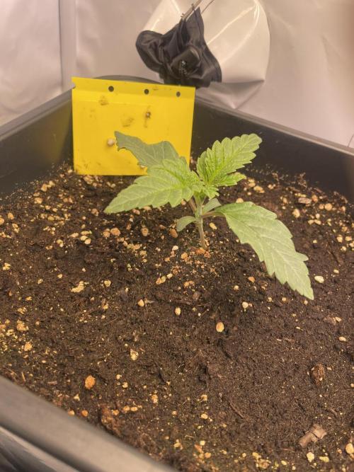 Hella3Jelly. Week 2