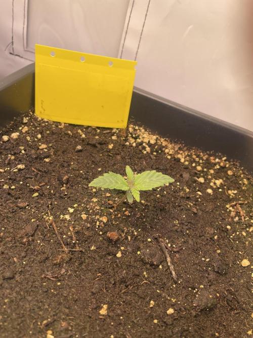 Hella3Jelly. Week 2